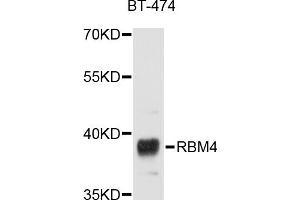 Western blot analysis of extracts of BT-474 cells, using RBM4 antibody (ABIN5998672) at 1/1000 dilution. (RBM4 Antikörper)
