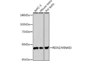 Western blot analysis of extracts of various cell lines, using RIOX2/RIOX2/MIN Rabbit mAb (ABIN7269991) at 1:1000 dilution. (RIOX2 Antikörper)