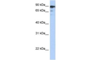 Western Blotting (WB) image for anti-RB-Associated KRAB Zinc Finger (RBAK) antibody (ABIN2460624) (RBAK Antikörper)