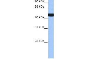 WB Suggested Anti-LIN9 Antibody Titration:  0. (LIN9 Antikörper  (N-Term))