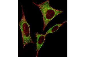 Immunofluorescent analysis of 4 % paraformaldehyde-fixed, 0. (DPYSL5 Antikörper  (C-Term))