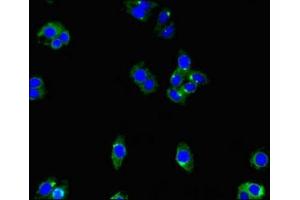 Immunofluorescence (IF) image for anti-Ectonucleoside Triphosphate diphosphohydrolase 8 (ENTPD8) (AA 30-434) antibody (ABIN7151381)