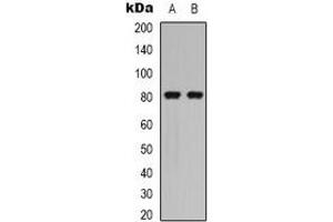Western blot analysis of Caldesmon (pS789) expression in HEK293T PMA-treated (A), NIH3T3 (B) whole cell lysates.