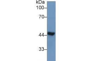 Western Blotting (WB) image for anti-TAR DNA Binding Protein (TARDBP) (AA 104-262) antibody (ABIN7434404)