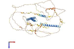 CCDC120 Protein (AA 1-630) (His tag)