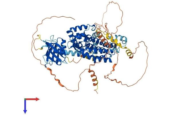 NGEF Protein (AA 1-710) (His tag)