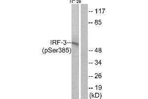 Western blot analysis of extracts from HT-29 cells, treated with insulin (0. (IRF3 Antikörper  (pSer385))