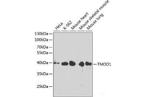 Western blot analysis of extracts of various cell lines using TMOD1 Polyclonal Antibody at dilution of 1:1000. (Tropomodulin 1 Antikörper)