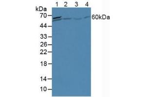 Figure. (A1CF Antikörper  (AA 389-587))
