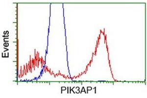 Image no. 2 for anti-phosphoinositide-3-Kinase Adaptor Protein 1 (PIK3AP1) antibody (ABIN1496826)