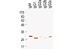 Western Blotting (WB) image for Mouse anti-Rat IgG (Light Chain) antibody (HRP) (ABIN1108834) (Maus anti-Ratte IgG (Light Chain) Antikörper (HRP))
