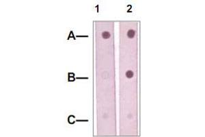 Dot Blot : 1 ug peptide was blot onto NC membrane. (MAP2K5 Antikörper  (pSer311, pThr315))
