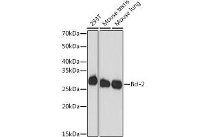 Western blot analysis of extracts of various cell lines, using Bcl-2 antibody (ABIN7265810) at 1:1000 dilution. (Bcl-2 Antikörper)