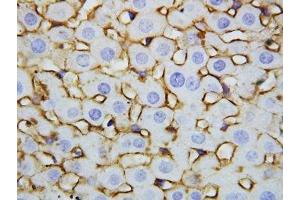 IHC-P: Annexin V antibody testing of rat liver tissue (Annexin V Antikörper  (AA 88-102))
