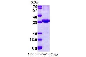 SDS-PAGE (SDS) image for ATPase, Na+/K+ Transporting, beta 2 Polypeptide (ATP1B2) (AA 68-290) protein (His tag) (ABIN5853151)