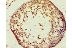 Immunohistochemistry of paraffin-embedded human testis tissue using ABIN7172716 at dilution of 1:100