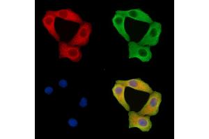 ABIN7095803 and ABIN7099865 staining Hela cells by IF/ICC. (CARS2 Antikörper)