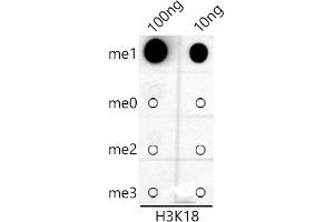 Dot-blot analysis of all sorts of peptides using MonoMethyl-Histone H3-K18 antibody (ABIN7267685) at 1:1000 dilution.