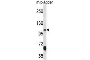 Western Blotting (WB) image for anti-Potassium Voltage-Gated Channel, KQT-Like Subfamily, Member 3 (KCNQ3) antibody (ABIN2998159) (KCNQ3 Antikörper)