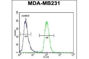 GNL3L Antibody (N-term) (ABIN654998 and ABIN2844632) flow cytometric analysis of MDA-M cells (right histogram) compared to a negative control cell (left histogram). (GNL3L Antikörper  (N-Term))