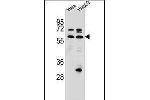 SEPN1 Antibody (C-term) (ABIN656385 and ABIN2845680) western blot analysis in Hela,HepG2 cell line lysates (35 μg/lane). (SEPN1 Antikörper  (C-Term))