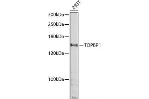 Western blot analysis of extracts of 293T cells using TOPBP1 Polyclonal Antibody at dilution of 1:1000.