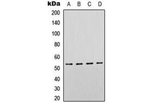 Western blot analysis of p53 expression in HeLa (A), SHSY5Y (B), Raw264. (p53 Antikörper  (C-Term))