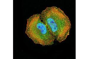Immunocytochemistry (ICC) image for anti-Double C2-Like Domains, alpha (DOC2A) (AA 652-749) antibody (ABIN5542714)
