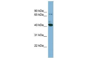 HERPUD2 antibody used at 1 ug/ml to detect target protein. (HERPUD2 Antikörper  (N-Term))