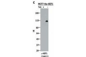 Western blotting using  Monoclonal anti-HEF1 antibody (clone 14A11) shows detection of HEF1 present in MCF-7 cells induced to express HEF1 by tetracycline removal (right lane). (NEDD9 Antikörper  (AA 82-398))