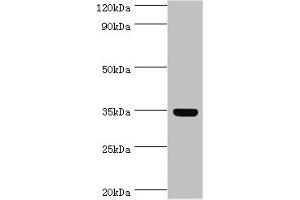 Western blot All lanes: Arginase-1 antibody at 8 μg/mL + Mouse liver tissue Secondary Goat polyclonal to rabbit IgG at 1/10000 dilution Predicted band size: 35, 36, 26 kDa Observed band size: 35 kDa (Liver Arginase Antikörper  (AA 1-322))
