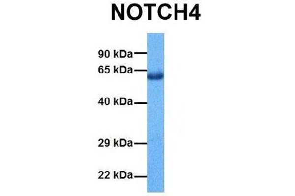 NOTCH4 Antikörper  (Middle Region)