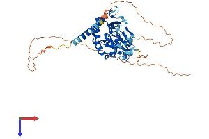 ASPHD1 Protein (AA 1-390) (His tag)