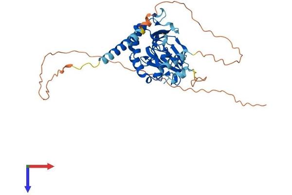 ASPHD1 Protein (AA 1-390) (His tag)