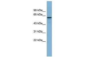 Dynactin 4 antibody used at 1 ug/ml to detect target protein.