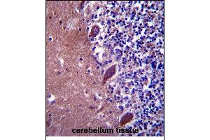 TTC13 Antibody (N-term) (ABIN657597 and ABIN2846596) immunohistochemistry analysis in formalin fixed and paraffin embedded human cerebellum tissue followed by peroxidase conjugation of the secondary antibody and DAB staining. (TTC13 Antikörper  (N-Term))