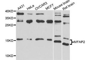 Western blot analysis of extract of various cells, using MFAP2 antibody. (MFAP2 Antikörper)