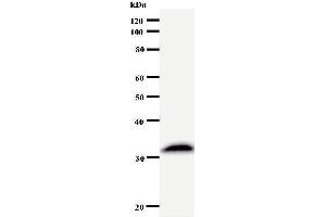 Western Blotting (WB) image for anti-Suppressor of Ty 4 Homolog 1 (SUPT4H1) antibody (ABIN932460)
