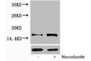 Western blot analysis of extracts from Hela cells, untreated (-) or treated, 1:5000. (HIST1H1A/HIST1H1C/HIST1H1D/HIST1H1E (pThr17) Antikörper)