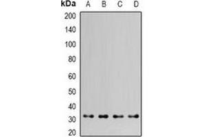 Western blot analysis of HAX1 expression in MCF7 (A), HepG2 (B), mouse kidney (C), mouse brain (D) whole cell lysates.