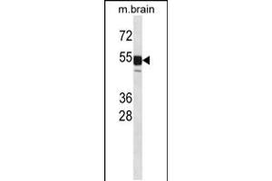 Western blot analysis in mouse brain tissue lysates (35ug/lane). (CLK1 Antikörper  (N-Term))