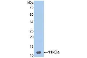 Detection of Recombinant DEFb1, Mouse using Polyclonal Antibody to Defensin Beta 1 (DEFb1) (beta Defensin 1 Antikörper  (AA 22-69))