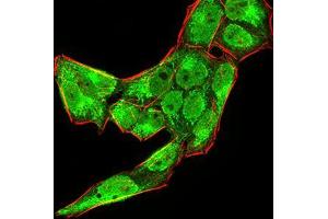 Immunofluorescence (IF) image for anti-Bone Morphogenetic Protein 4 (BMP4) (AA 277-408) antibody (ABIN5542286)