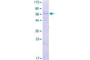 DNAJB14 Protein (AA 1-379) (GST tag)