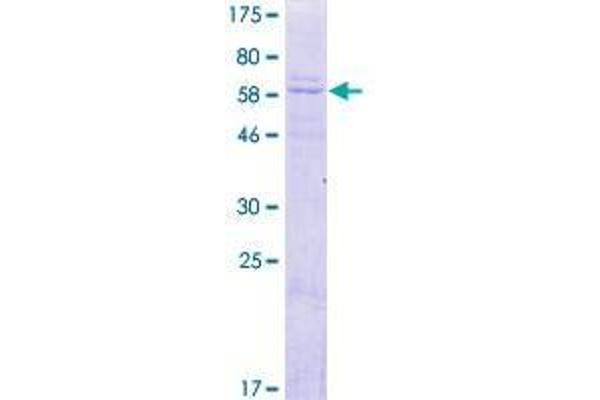 DNAJB14 Protein (AA 1-379) (GST tag)