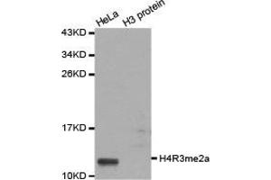 Western blot analysis of extracts of HeLa cell line and H3 protein expressed in E. (Histone 3 Antikörper  (2meArg3 (asymetric)))