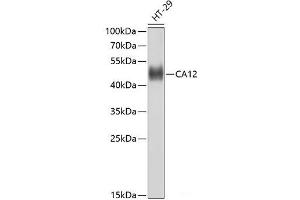 Western blot analysis of extracts of HT-29 cells using CA12 Polyclonal Antibody at dilution of 1:1000. (CA12 Antikörper)