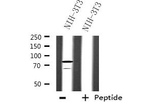 Western blot analysis of extracts from NIH-3T3 cells, using SFRS17A antibody. (SFRS17A Antikörper)