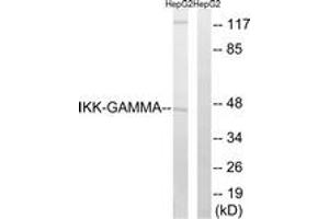 Western blot analysis of extracts from HepG2 cells, using IKK-gamma (Ab-31) Antibody. (IKBKG Antikörper  (AA 16-65))