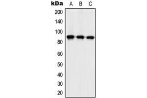 Western blot analysis of ZC3H11A expression in Ramos (A), mouse spleen (B), H9C2 (C) whole cell lysates. (ZC3H11A Antikörper  (Center))